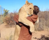 自分を育ててくれた男性と久しぶりに再会したライオン。幸せいっぱいに抱きつく姿に胸が熱くなる!