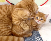 息子のことが好き過ぎる父猫と、激しく愛される子猫。幸せいっぱいの親子の時間に思わず心がポカポカに (*´ω｀*)♡