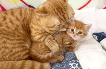 子猫に寄り添う父猫