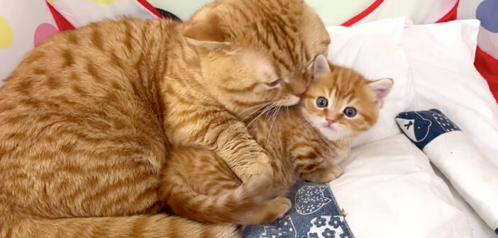 息子のことが好き過ぎる父猫と、激しく愛される子猫。幸せいっぱいの親子の時間に思わず心がポカポカに (*´ω｀*)♡