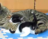 孫猫のことが可愛過ぎて仕方ない! おばあちゃん猫の ”愛情表現” が凄かった (*゚0゚)!