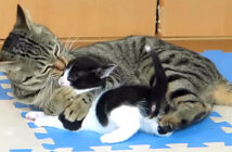 孫猫が大好きな猫