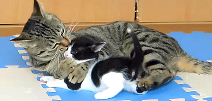 孫猫のことが可愛過ぎて仕方ない! おばあちゃん猫の ”愛情表現” が凄かった (*゚0゚)!