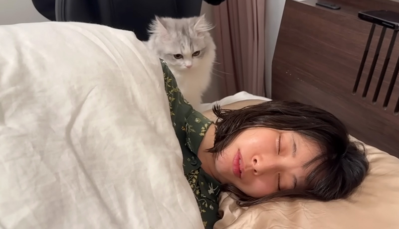 ママのところに来た子猫