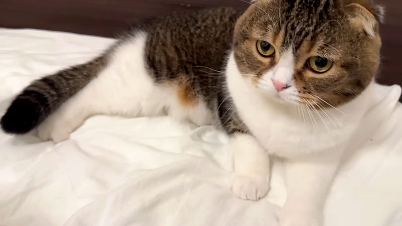 ママのベッドに来た猫