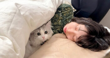 ママの布団に入る子猫