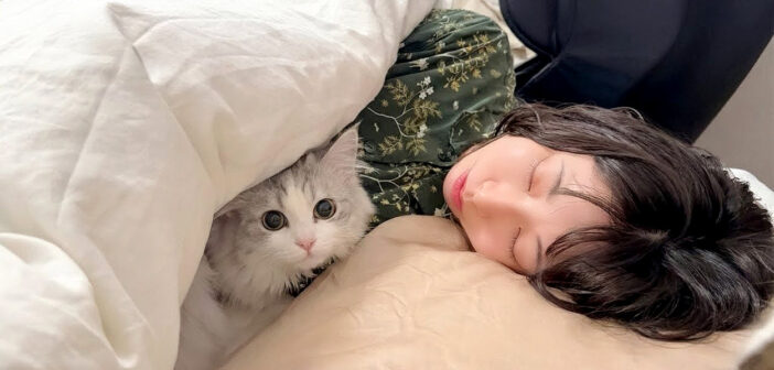 ママの布団に入る子猫