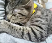 「どこ行ってたの!? 寂しかったよ〜！」飼い主さんと1日ぶりに再会した子猫。会った瞬間に物凄い勢いで甘えてきた！