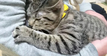 「どこ行ってたの!? 寂しかったよ〜！」飼い主さんと1日ぶりに再会した子猫。会った瞬間に物凄い勢いで甘えてきた！