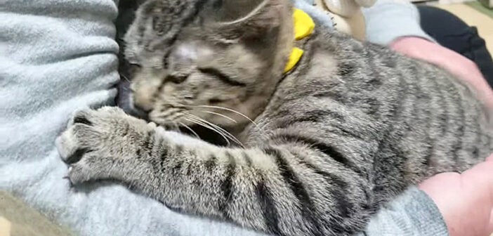 「どこ行ってたの!? 寂しかったよ〜！」飼い主さんと1日ぶりに再会した子猫。会った瞬間に物凄い勢いで甘えてきた！