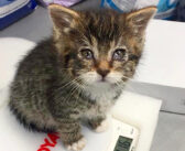 目が見えず、衰弱していた子猫を保護。優しい女性のおかげで視力が回復すると、幸せに満ちた日々が始まる (*´ｪ｀*)