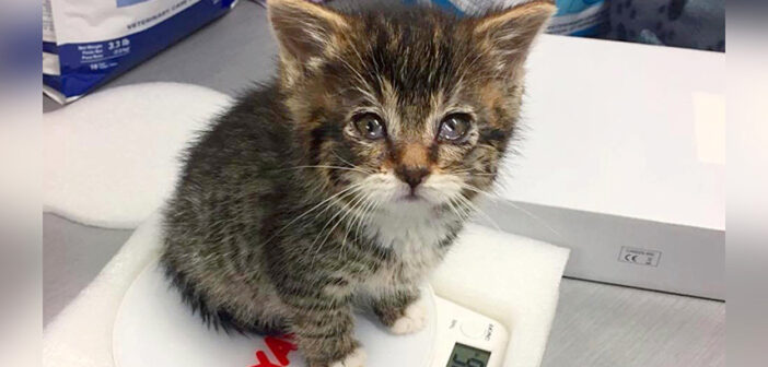 目が見えず、衰弱していた子猫を保護。優しい女性のおかげで視力が回復すると、幸せに満ちた日々が始まる (*´ｪ｀*)