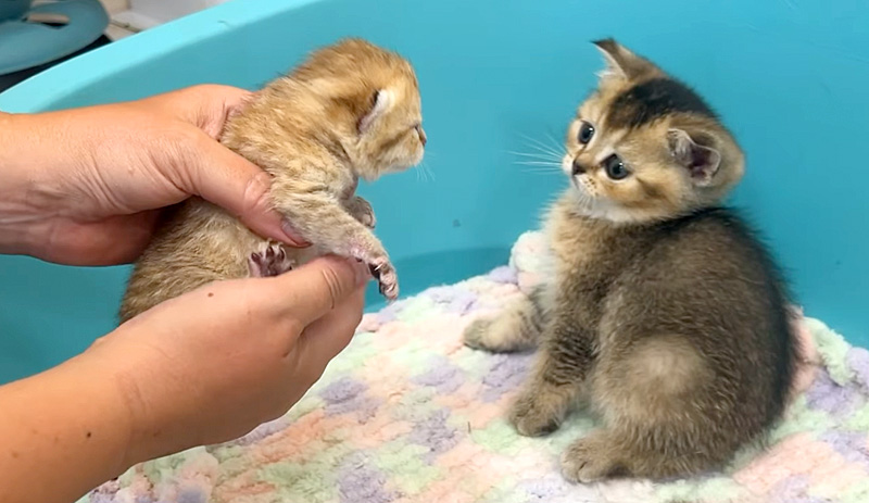 赤ちゃん猫に驚く子猫