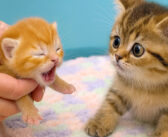 赤ちゃん猫が初めて目を開いた瞬間、思わず凍りついちゃった子猫。驚きと好奇心が入り混じった反応が可愛すぎる♡