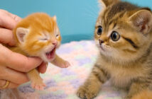 目が開いた赤ちゃん猫に驚く子猫