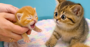 赤ちゃん猫が初めて目を開いた瞬間、思わず凍りついちゃった子猫。驚きと好奇心が入り混じった反応が可愛すぎる♡