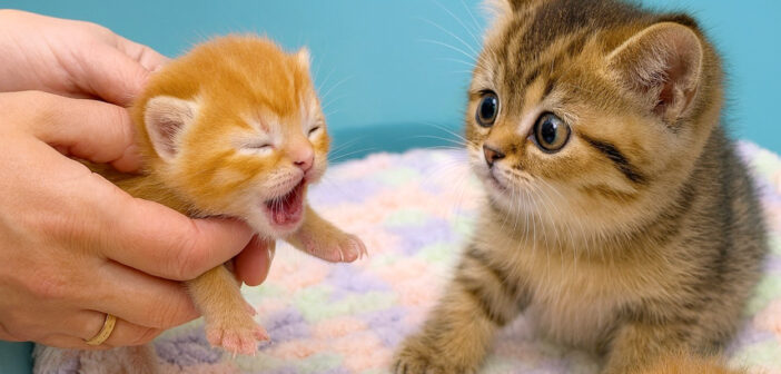 赤ちゃん猫が初めて目を開いた瞬間、思わず凍りついちゃった子猫。驚きと好奇心が入り混じった反応が可愛すぎる♡