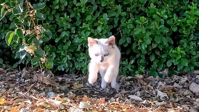 ぴょ〜んと撫でられに来た子猫