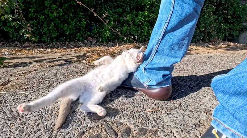 スリスリする子猫