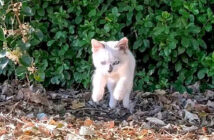 ぴょ〜んと撫でられに来た子猫