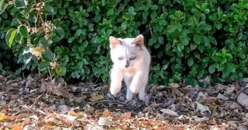 ぴょ〜んと撫でられに来た子猫