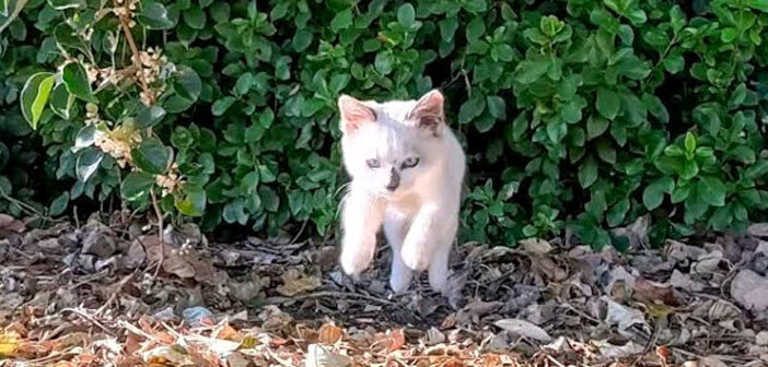 ぴょ〜んと撫でられに来た子猫