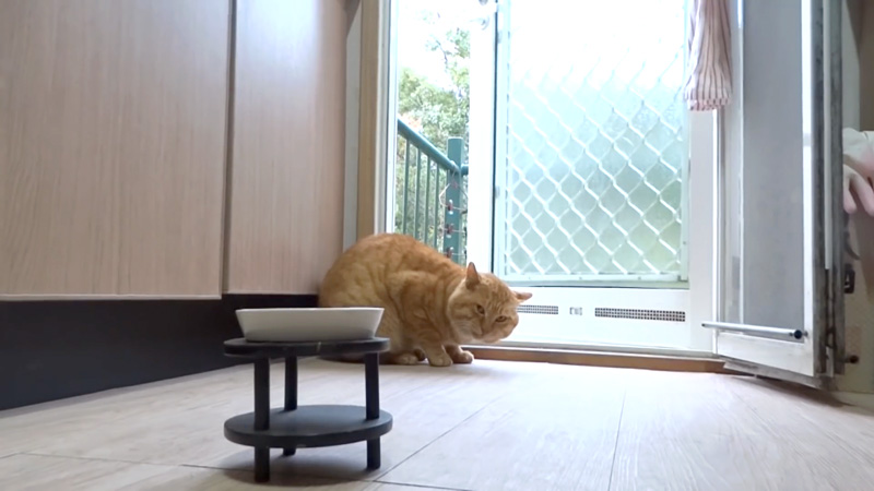 みぞれが降る中やって来た猫