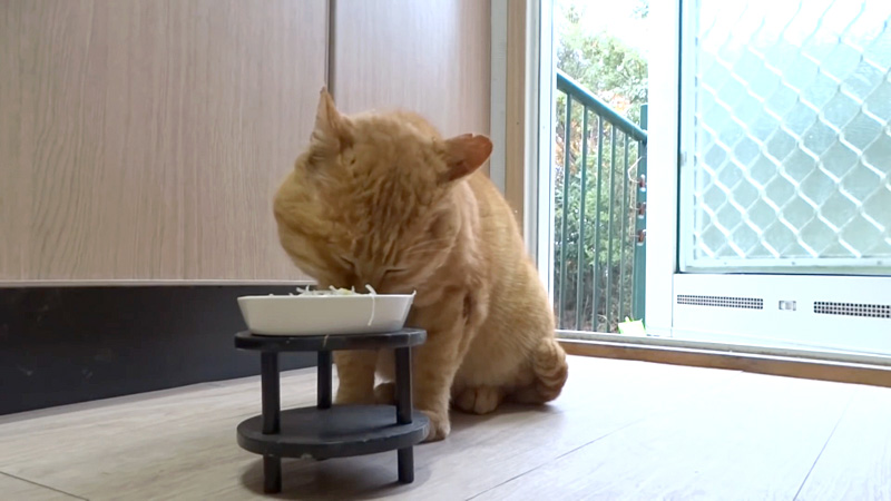 ご飯を食べる猫