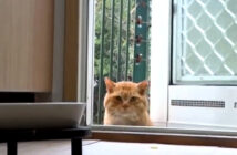 みぞれが降る中やって来た猫