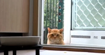 みぞれが降る中やって来た猫