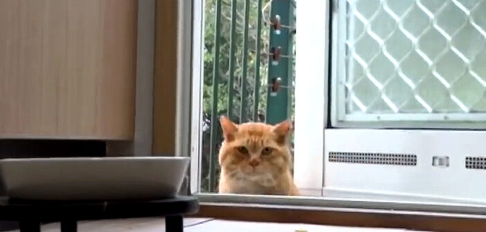 みぞれが降る中やって来た野良猫。警戒しながらも家に入って、優しい住人にご飯をもらう姿に心が温まる