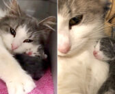 耳の聞こえない保護猫が子猫を出産。優しい女性の助けを借りて幼い子猫の命を繋ぐと、幸せいっぱいに喉を鳴らし続ける