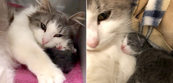 耳の聞こえない保護猫が子猫を出産。優しい女性の助けを借りて幼い子猫の命を繋ぐと、幸せいっぱいに喉を鳴らし続ける