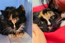 道路で動けなくなっていた子猫