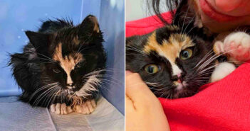 道路で動けなくなっていた子猫