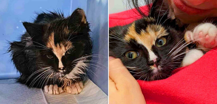 道路で動けなくなっていた子猫