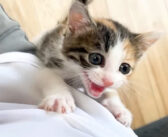 「抱っこして！」と何度も抱きついてきて離れない子猫。甘えたい気持ちが止まらなくて、全力で猛アピールしてきた♡