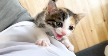 全力で抱っこアピールする子猫