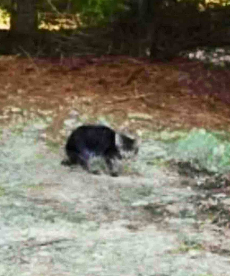 森の近くで見つけた子猫