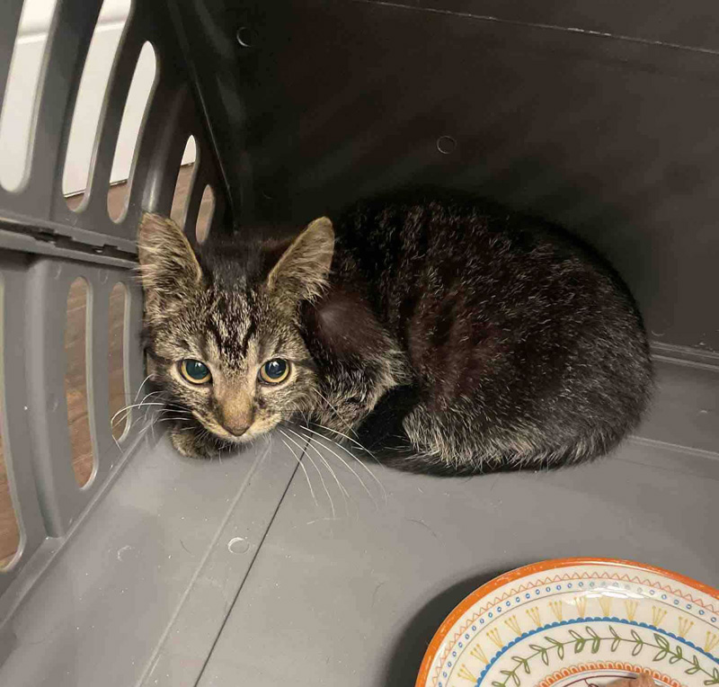 キャリーの中に子猫