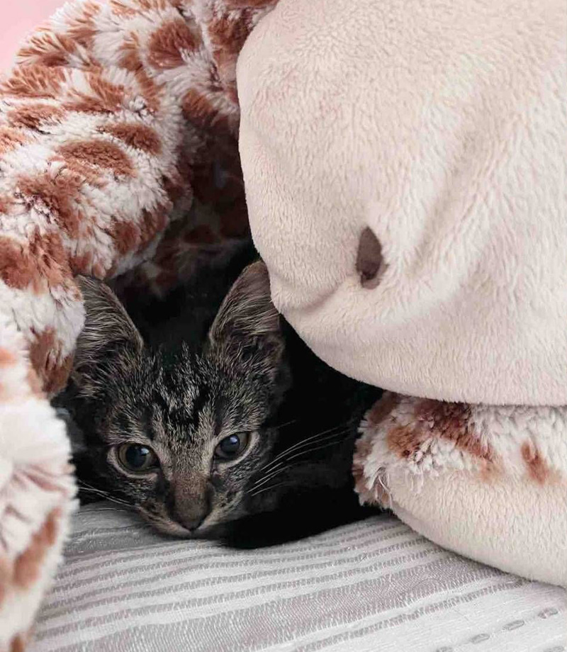 ヌイグルミと子猫