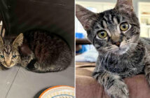 保護されて幸せになった子猫