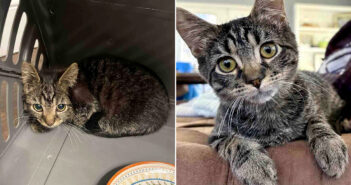 保護されて幸せになった子猫