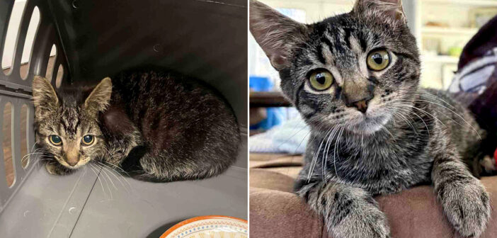 保護されて幸せになった子猫