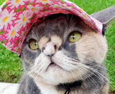 生まれた時からの障がいで『醜い』と言われた猫。本当の美しさを知る女性に出会うと、幸せに満ちた毎日が始まる!