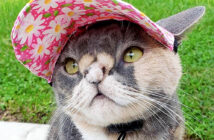 醜いと言われた猫