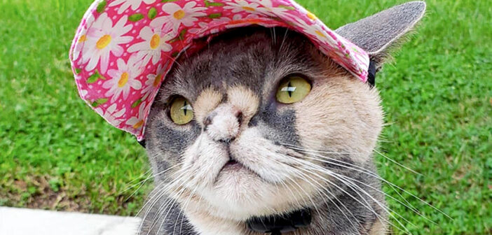 醜いと言われた猫