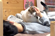 お兄ちゃんを大歓迎する猫