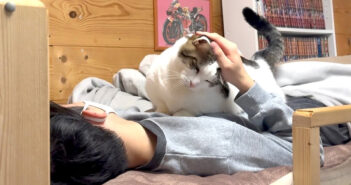 お兄ちゃんを大歓迎する猫