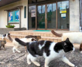 「あっちで猫の集会やってるニャン。付いてくるニャン」と猫に言われたので付いて行くと、沢山の猫達が出迎えてくれた！